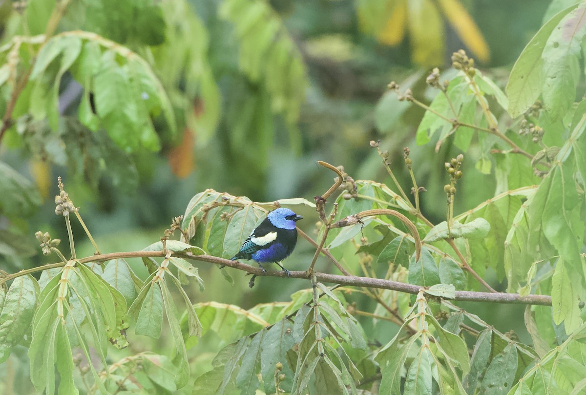 Blue-necked Tanager - ML399399421