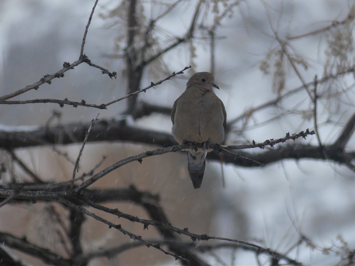 Mourning Dove - ML399399871
