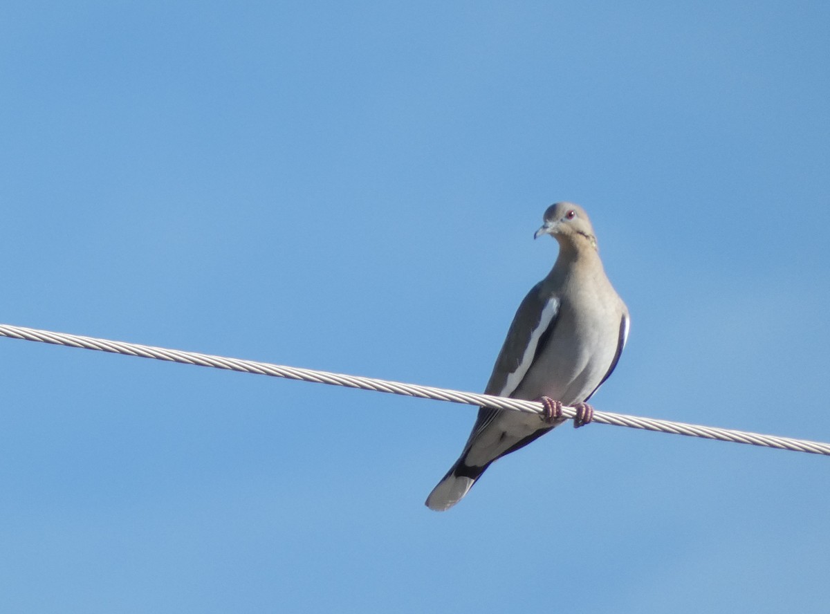 White-winged Dove - Christopher Rustay