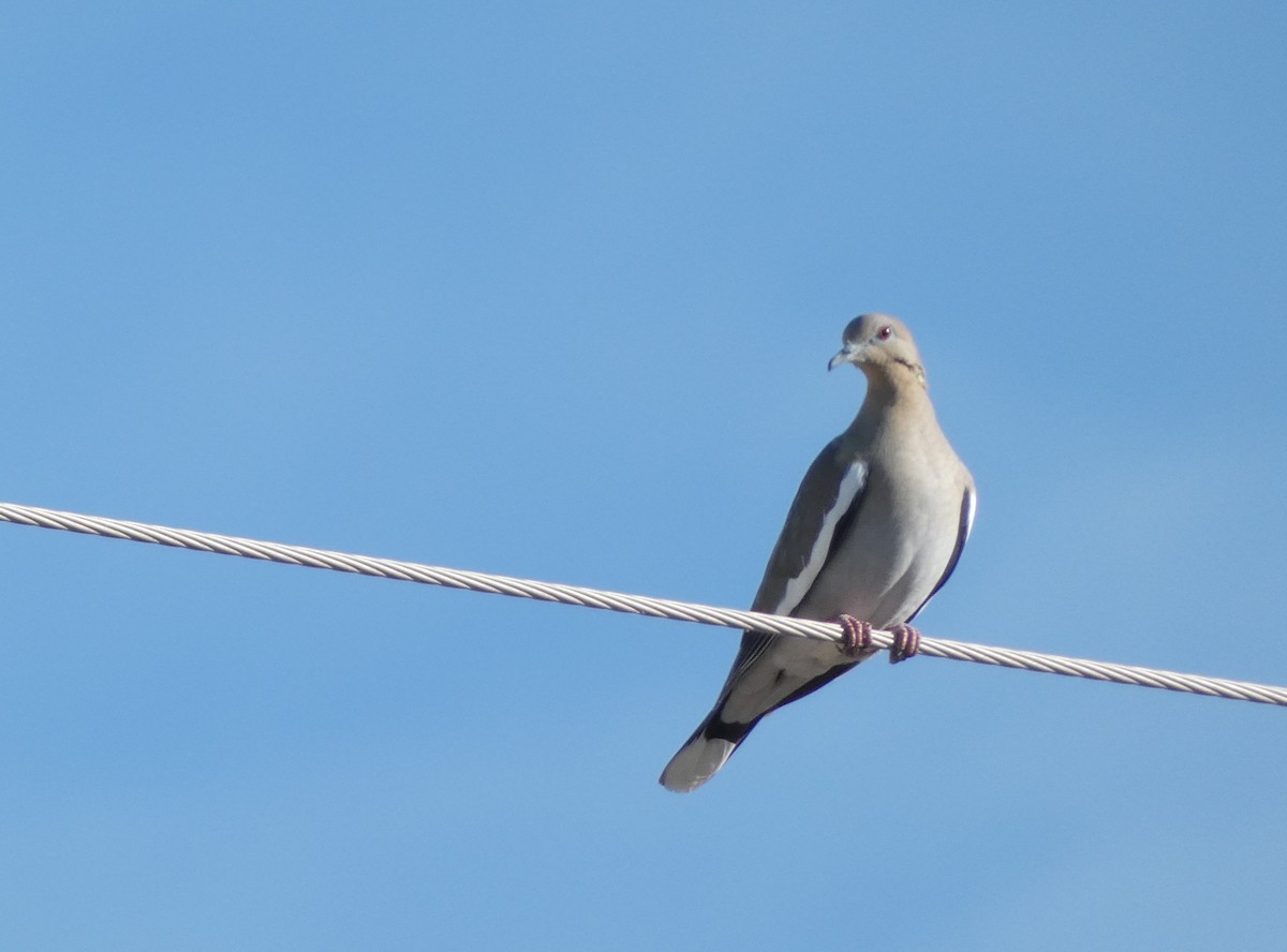 White-winged Dove - ML399400581