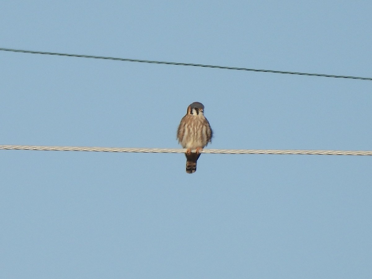 American Kestrel - ML399402391