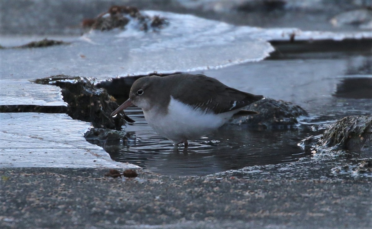 Spotted Sandpiper - ML399402511