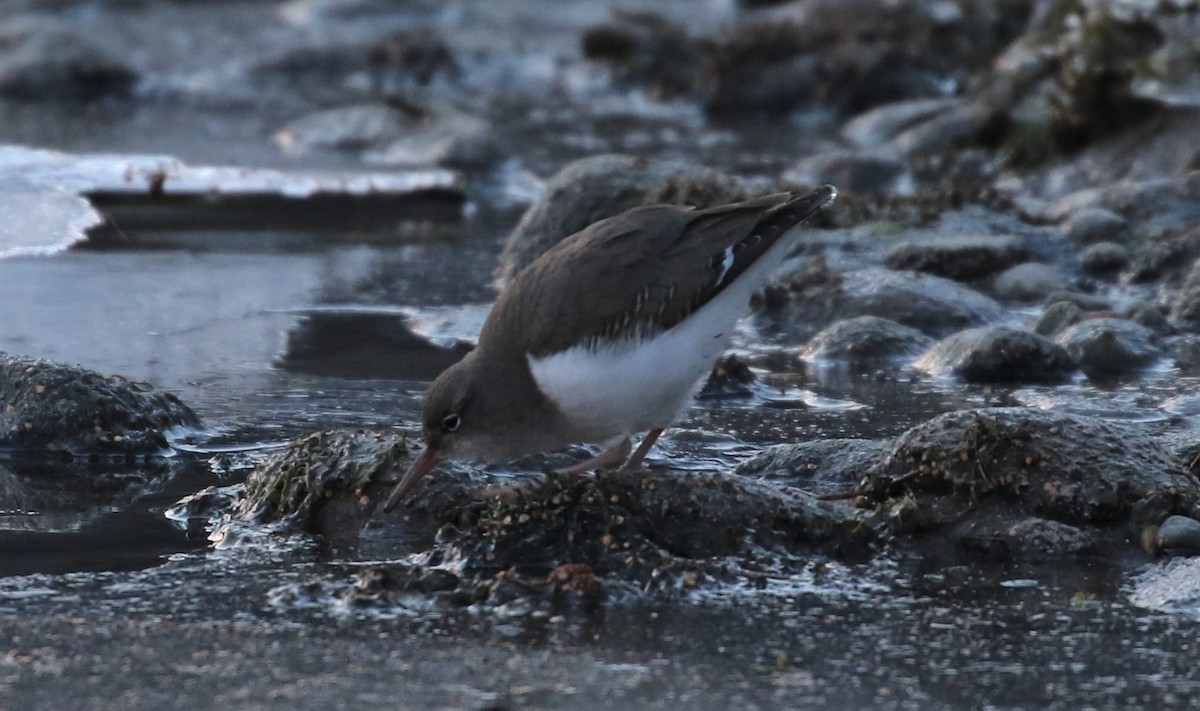 Spotted Sandpiper - ML399402521