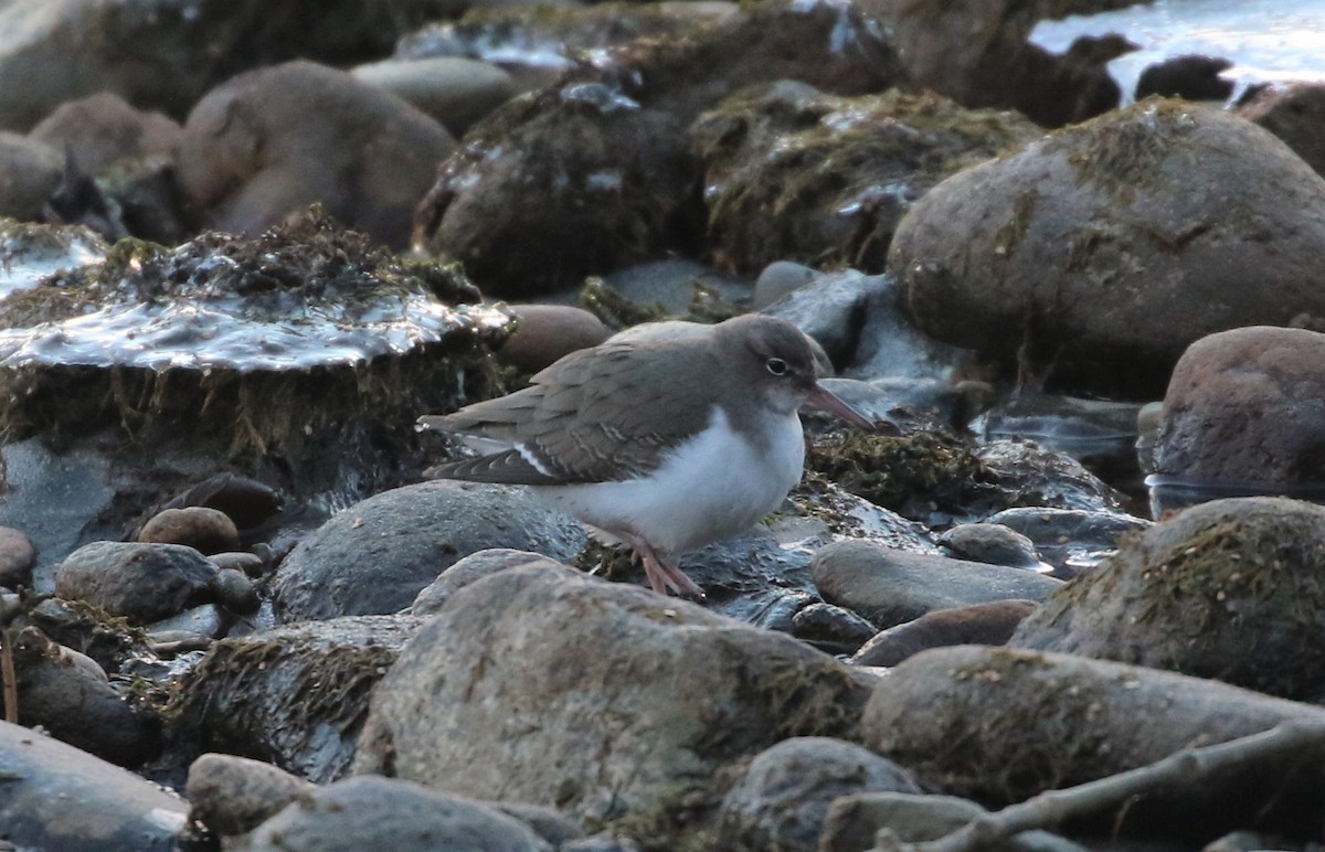 Spotted Sandpiper - ML399402531