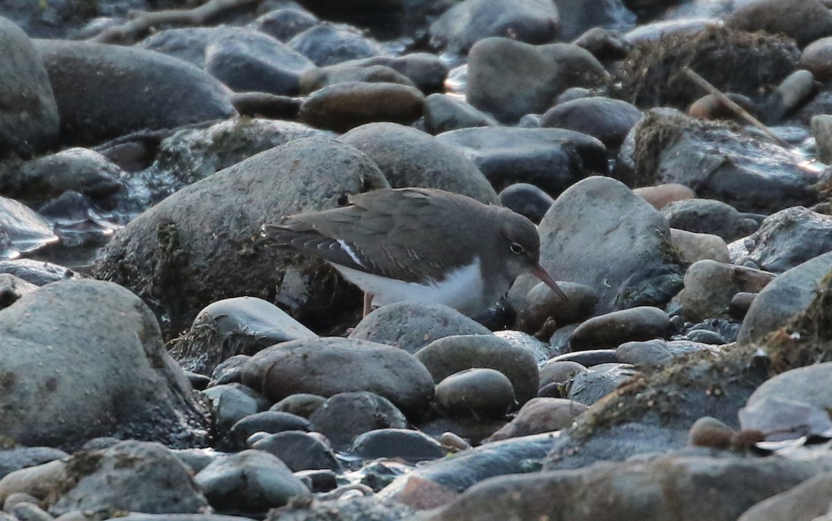 Spotted Sandpiper - ML399402571