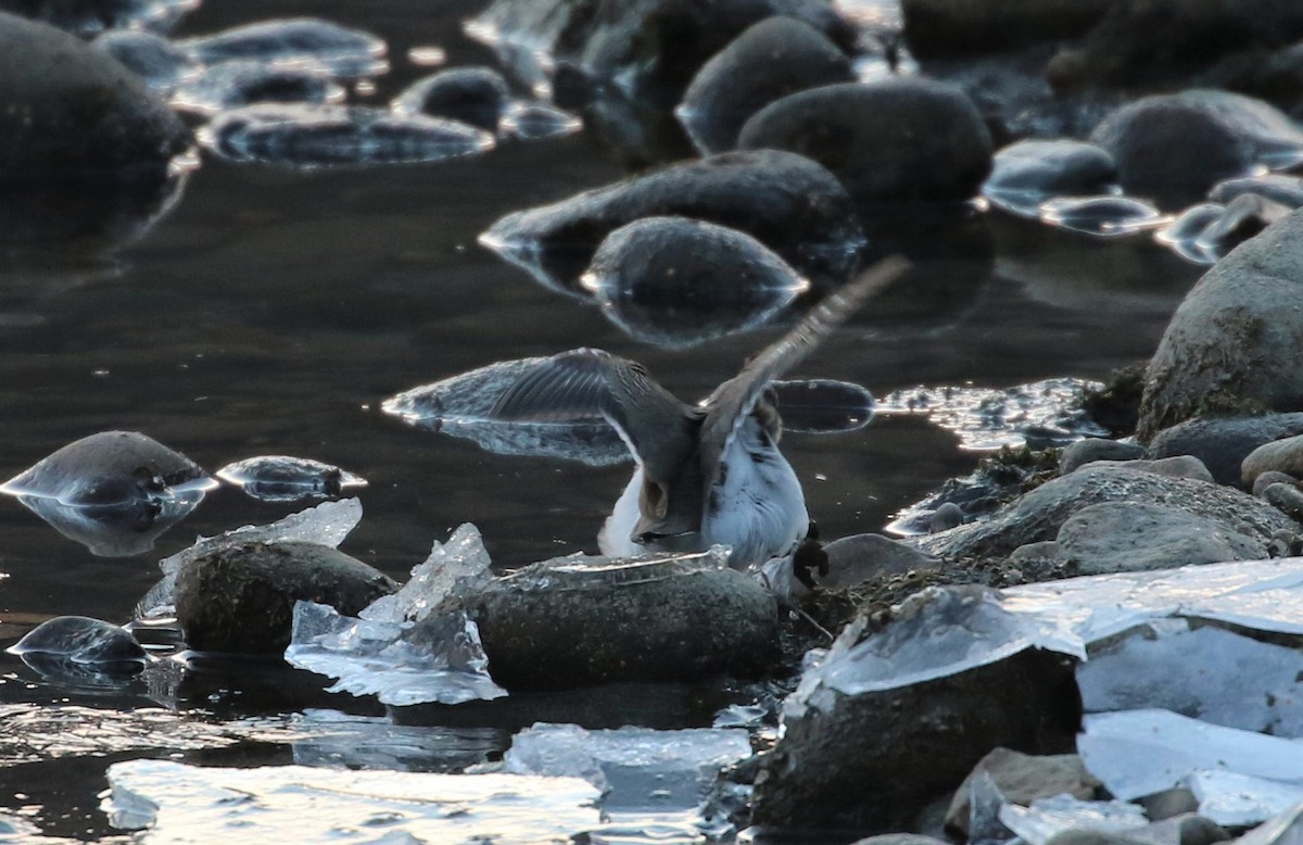 Spotted Sandpiper - Charles Francis