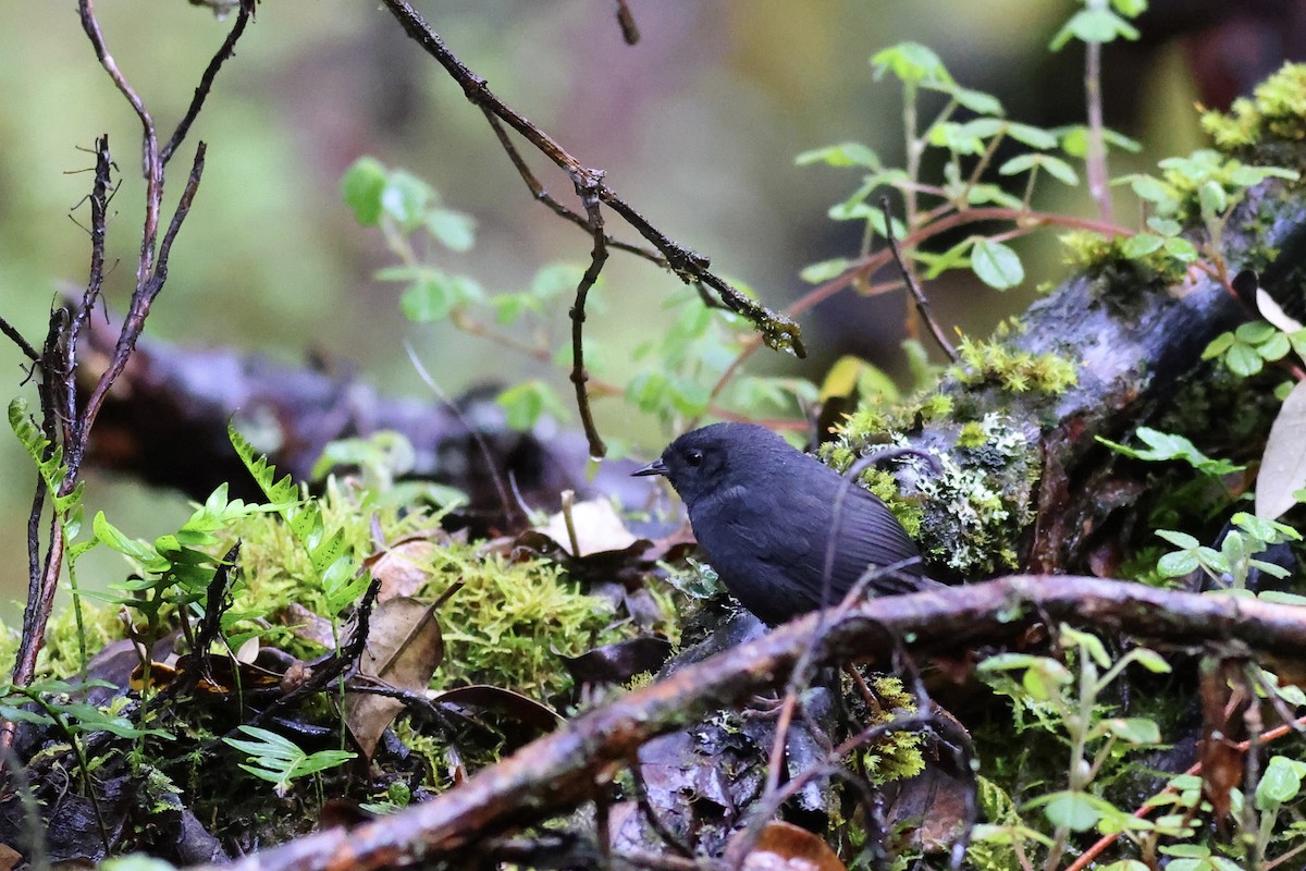 Blackish Tapaculo - Peter Hosner