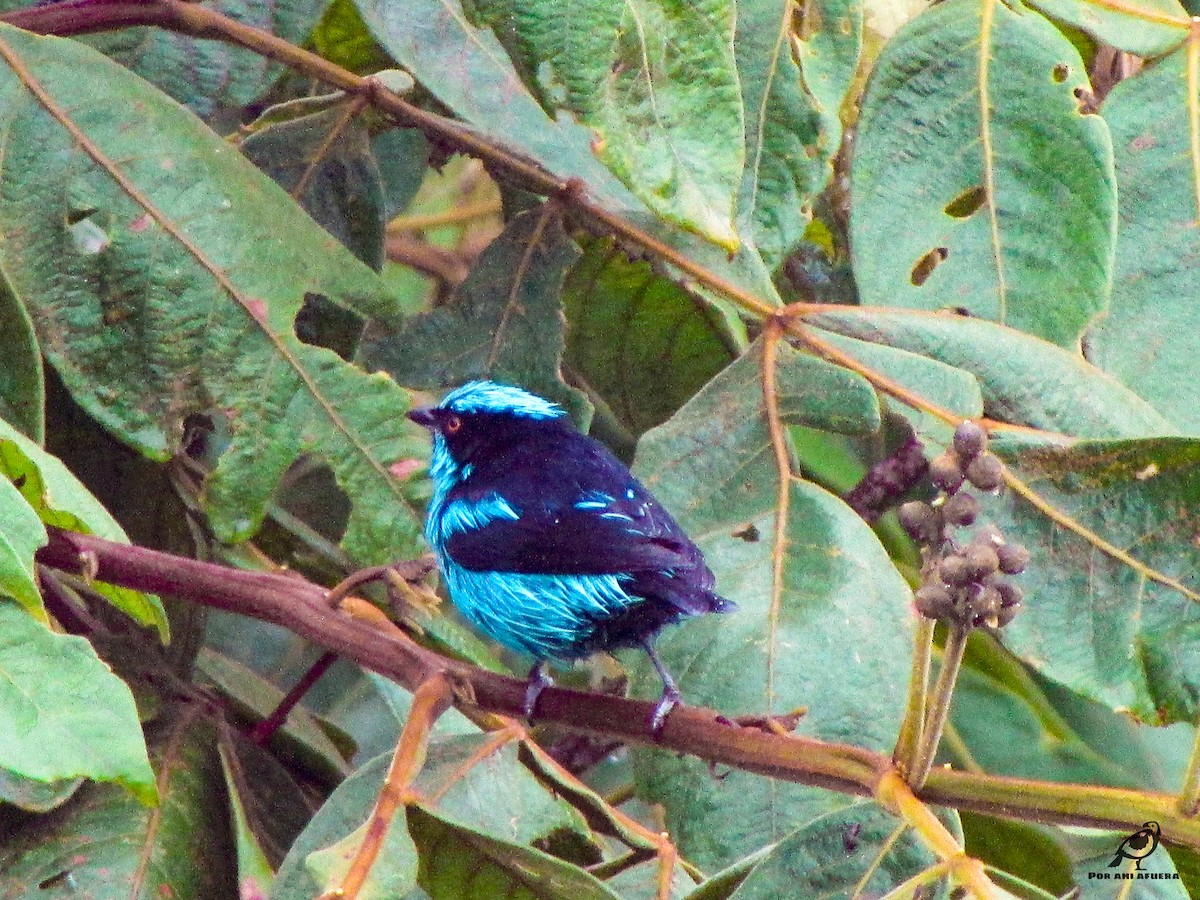 Turquoise Dacnis - ML399402831
