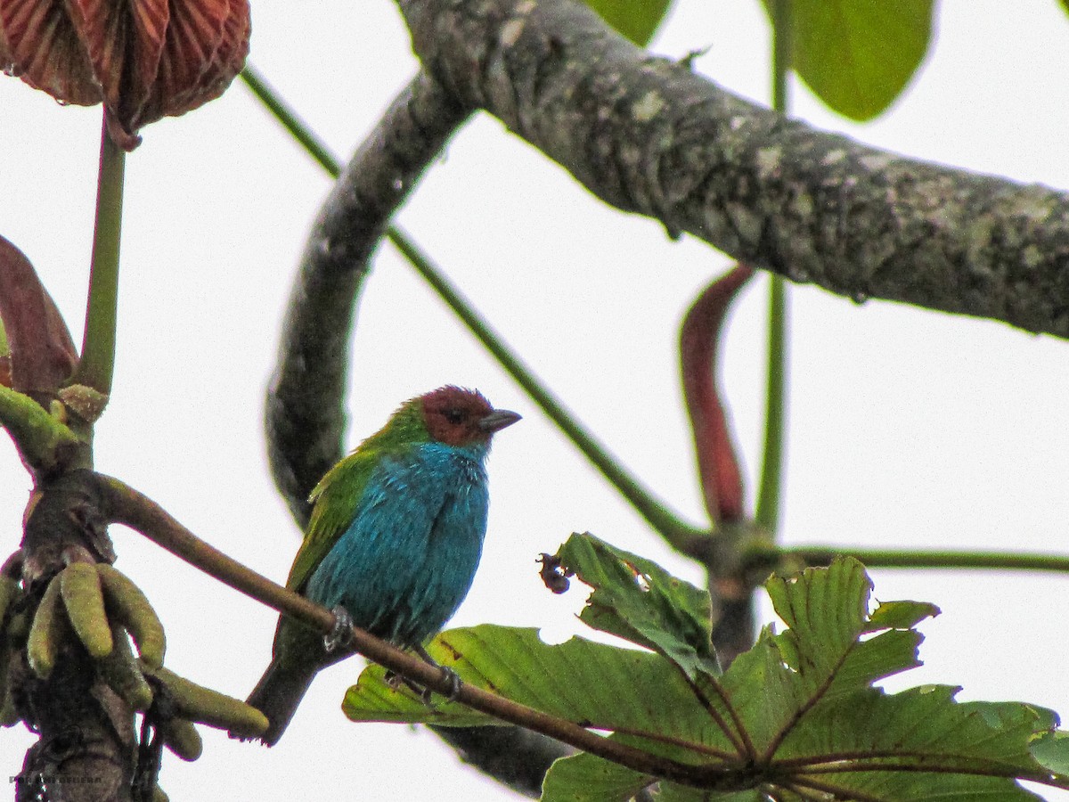 Bay-headed Tanager - ML399403221