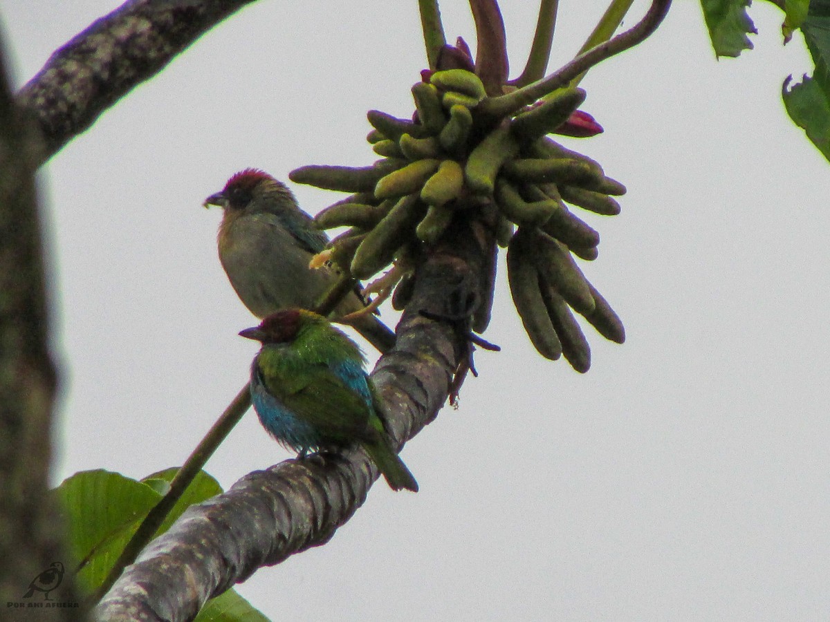 Scrub Tanager - ML399403381