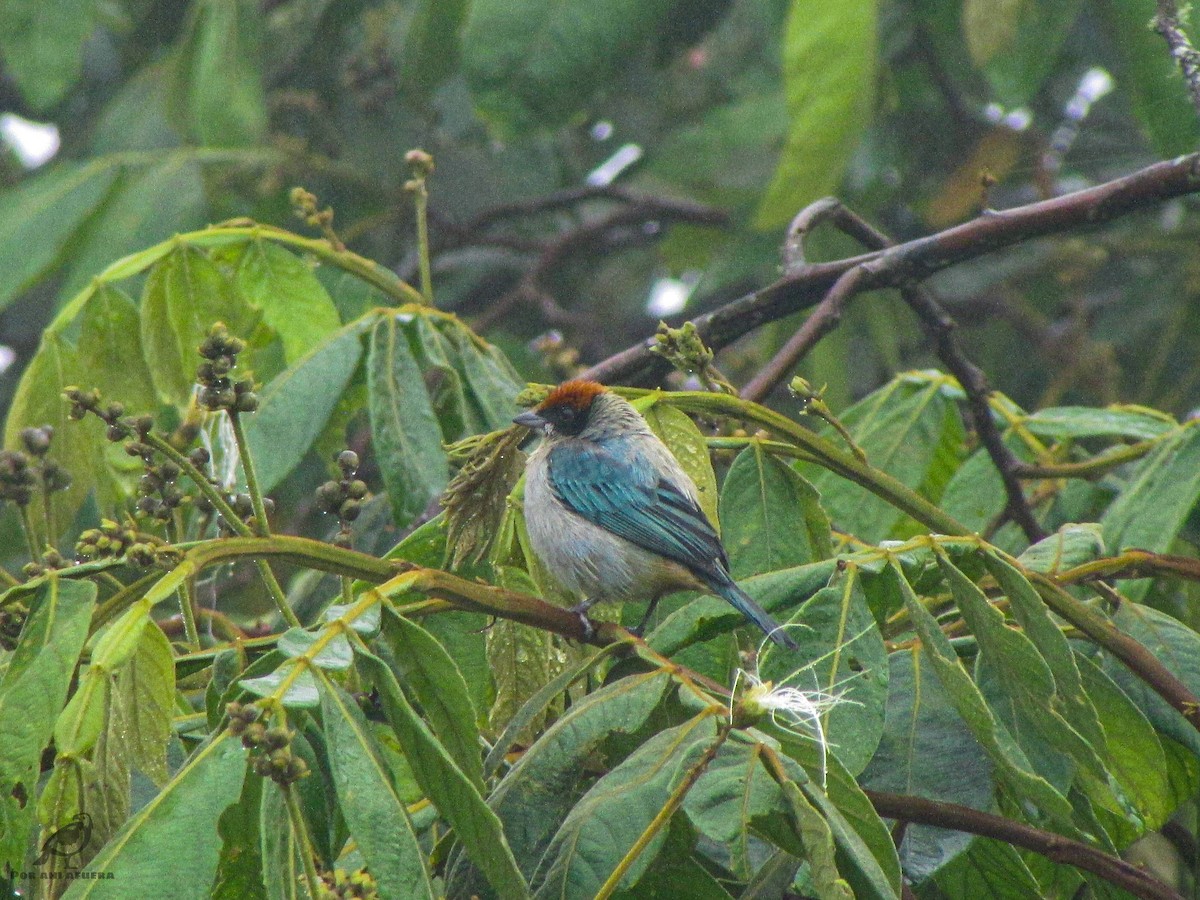 Scrub Tanager - ML399403391