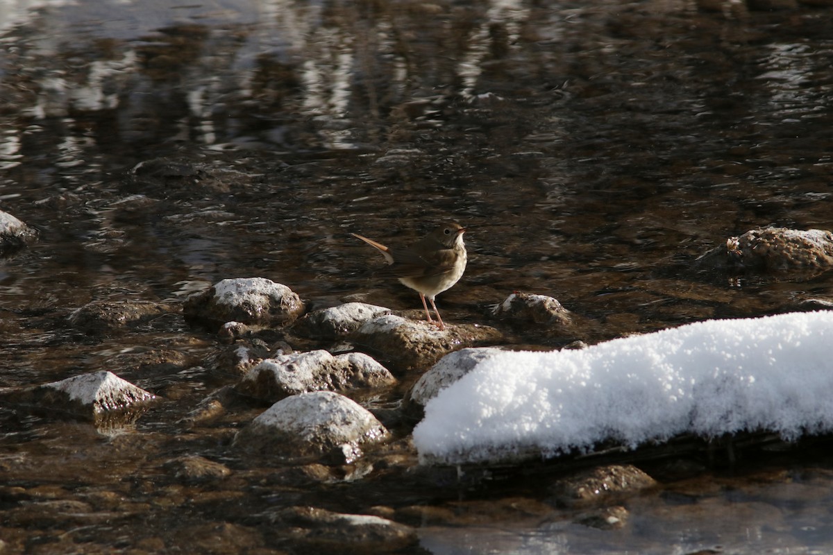 Hermit Thrush - ML399404341