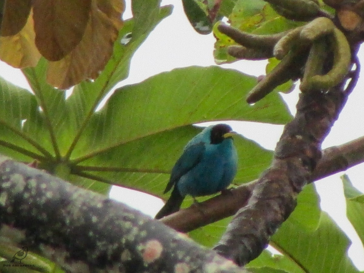 Green Honeycreeper - ML399404381