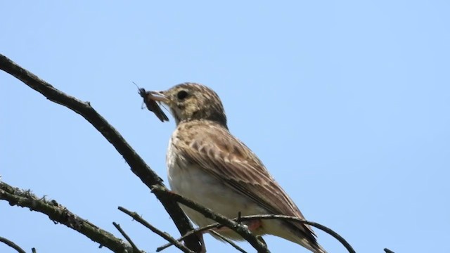 African Pipit - ML399405321