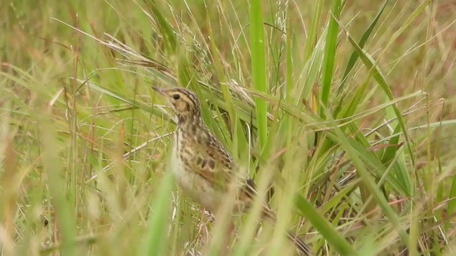 African Pipit - ML399405361