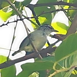 Spot-tailed Antwren - ML399405491