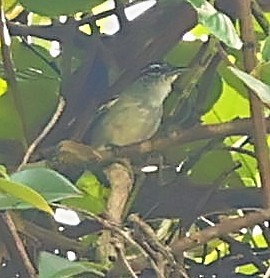 Spot-tailed Antwren - ML399405531