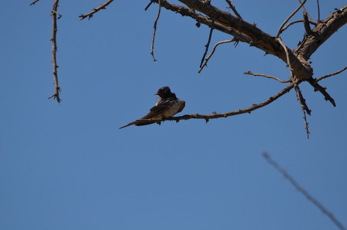 Barn Swallow - ML399406111