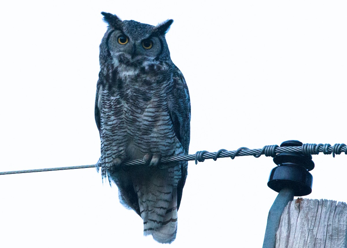 Great Horned Owl - ML399406991