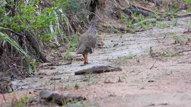 Natal Spurfowl - ML399407281