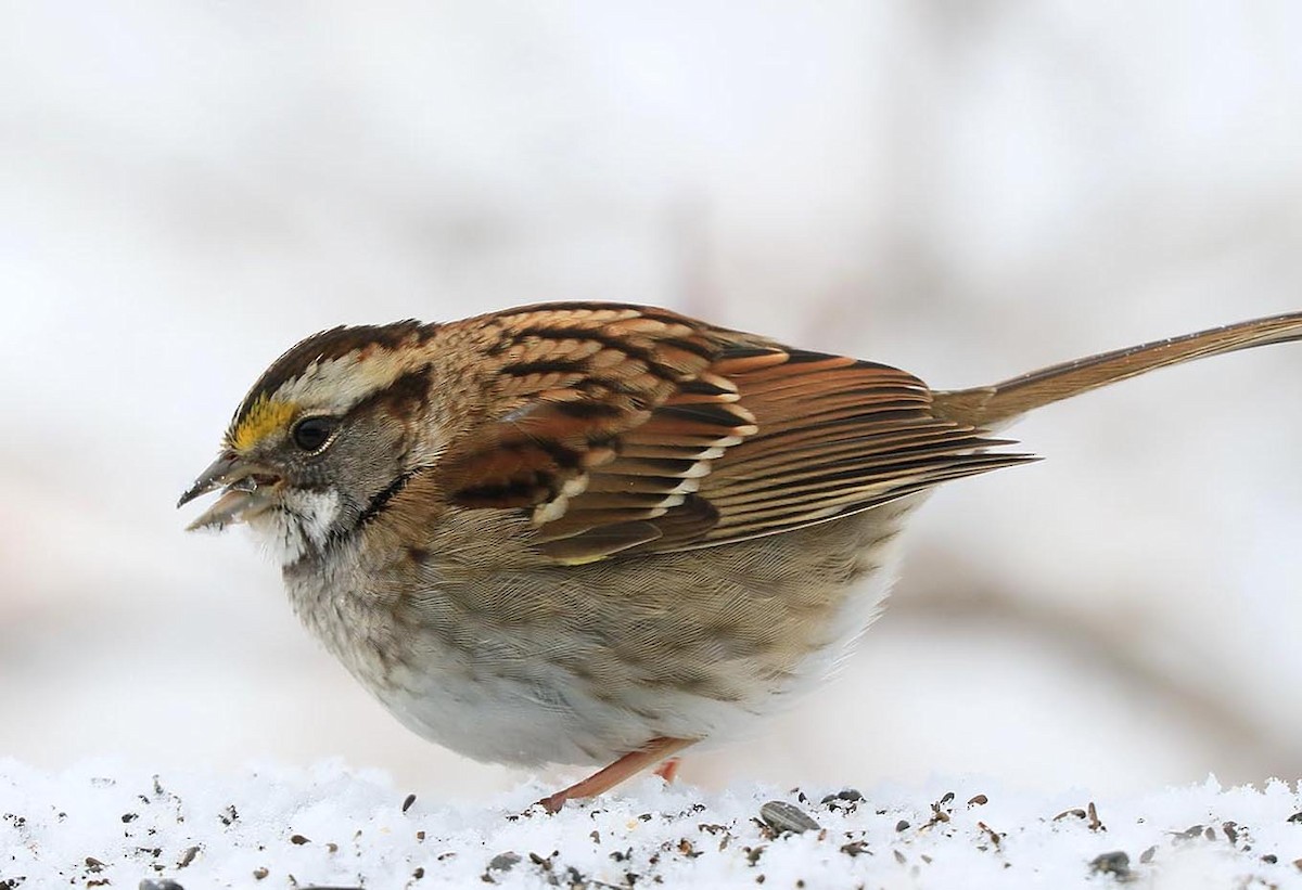 White-throated Sparrow - d faike