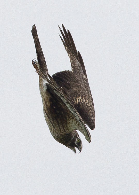 Northern Harrier - ML399408301