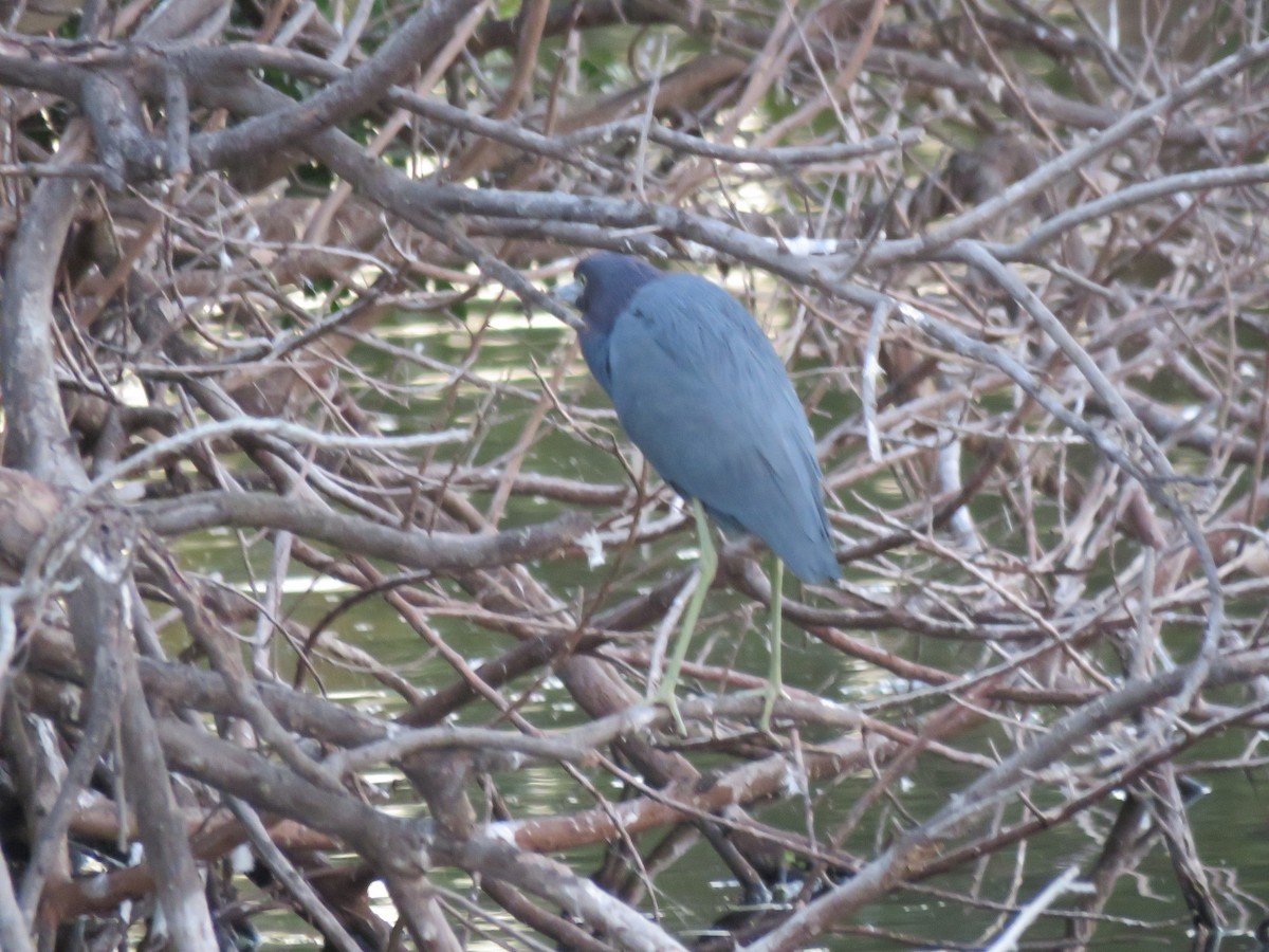 Little Blue Heron - ML399408521