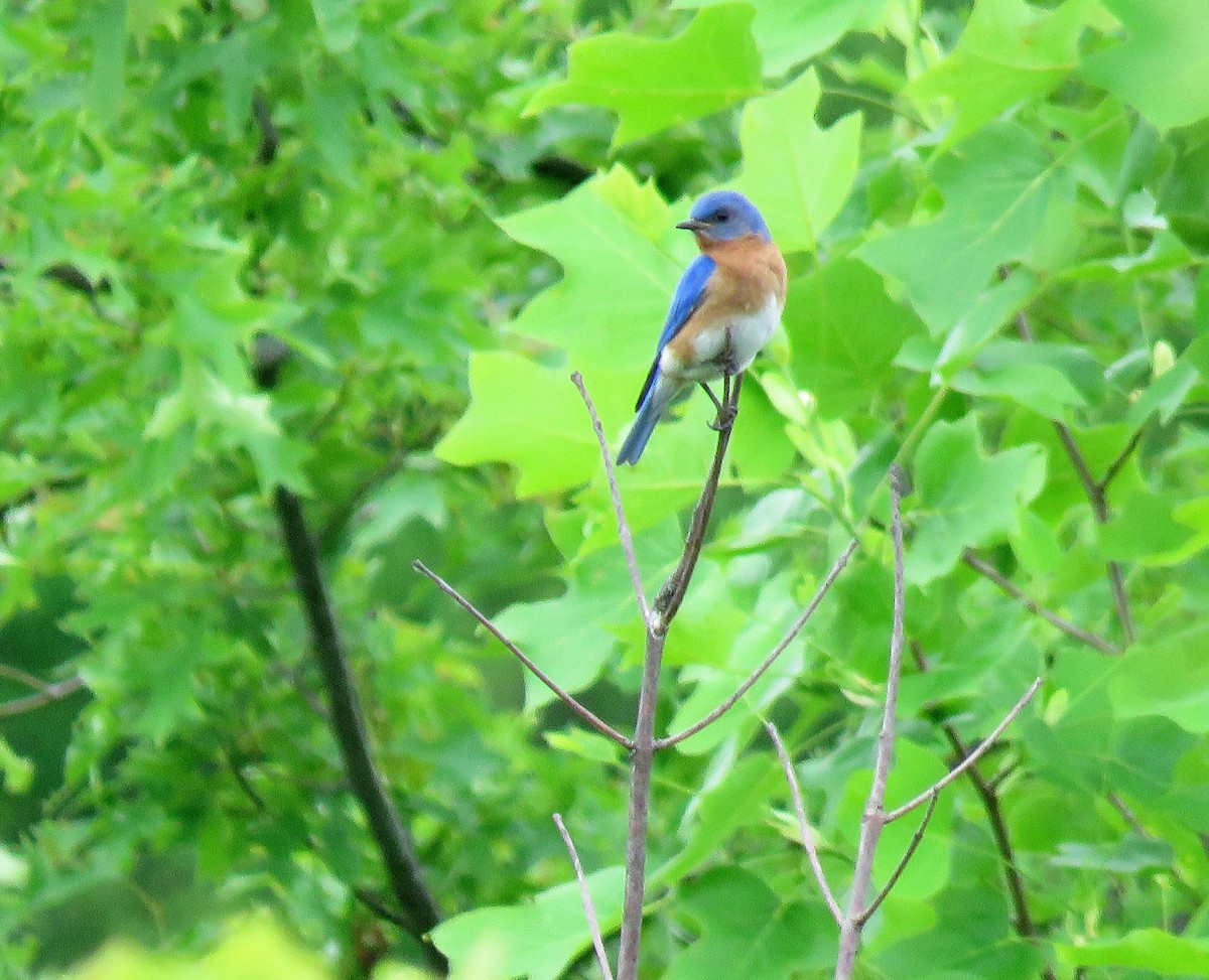 Eastern Bluebird - ML399408531