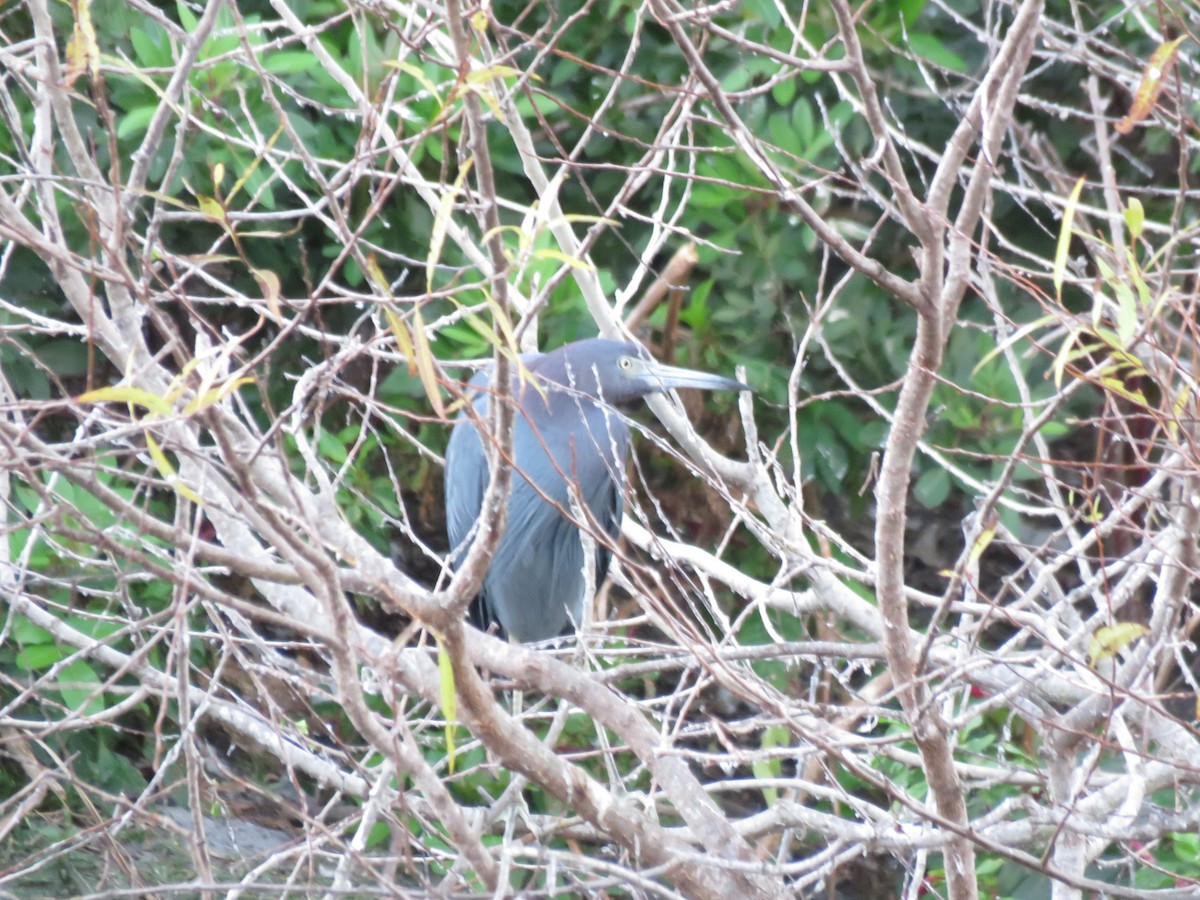 Little Blue Heron - ML399408631