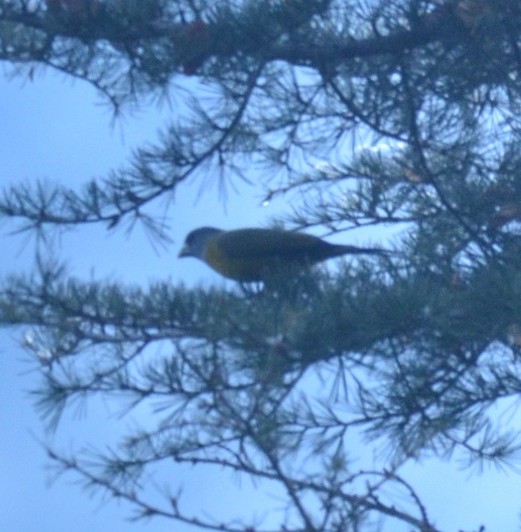 Collared Grosbeak - ML399411871