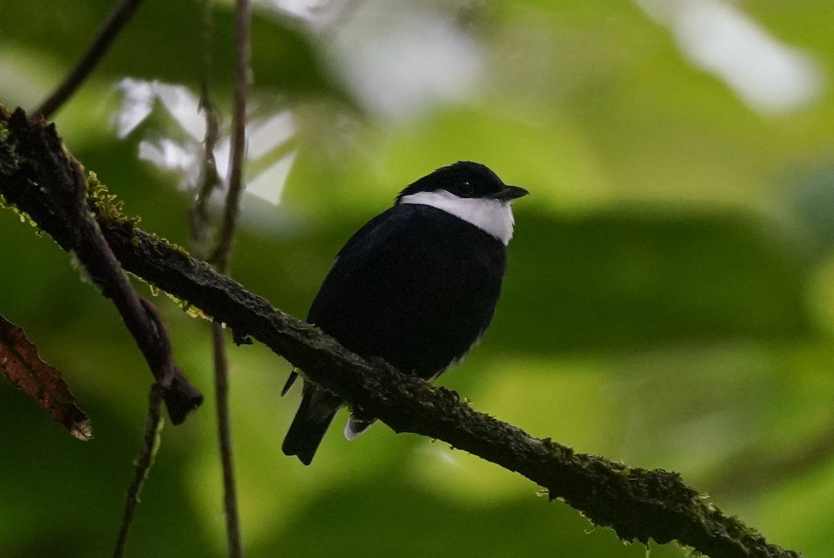 White-ruffed Manakin - ML399412271