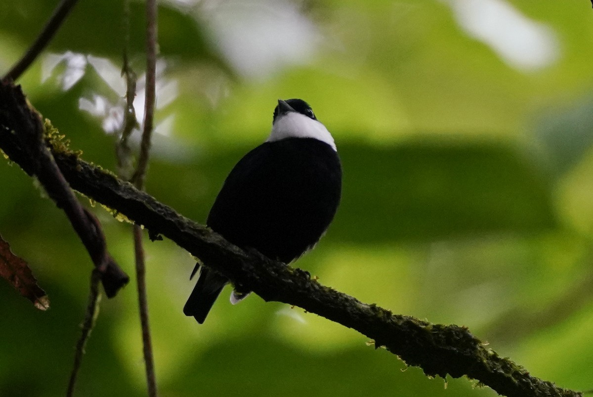 White-ruffed Manakin - ML399412461