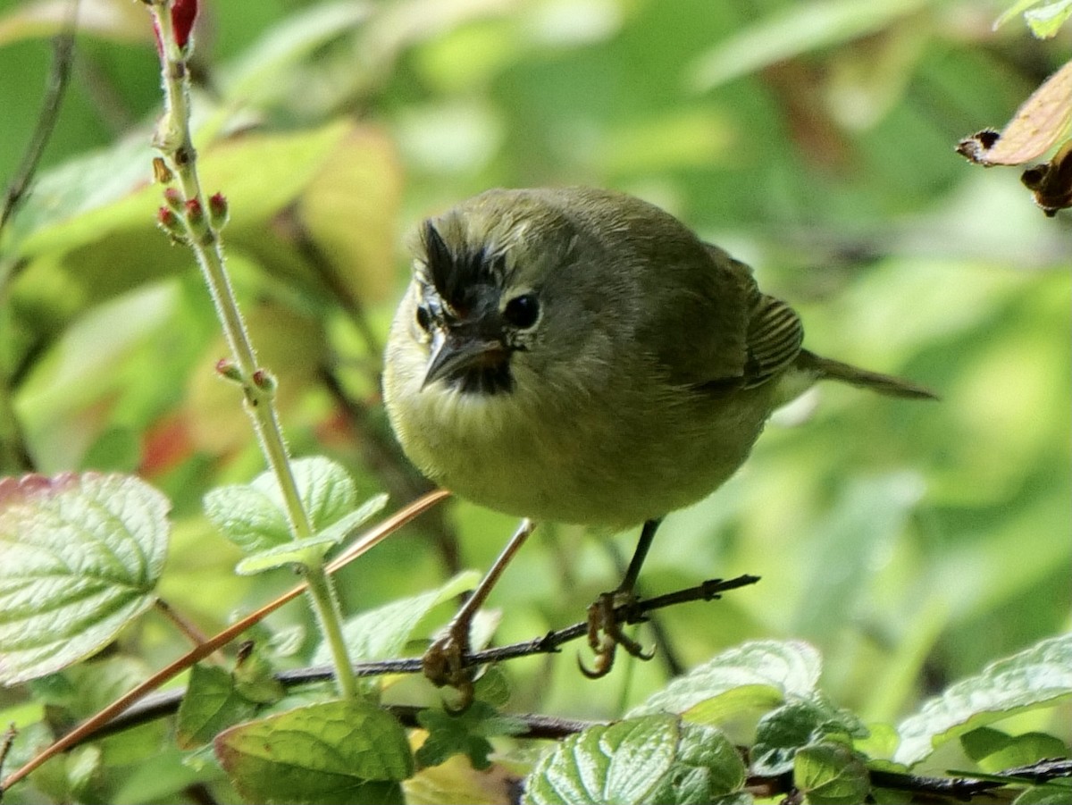 Orange-crowned Warbler (Gray-headed) - ML399413911