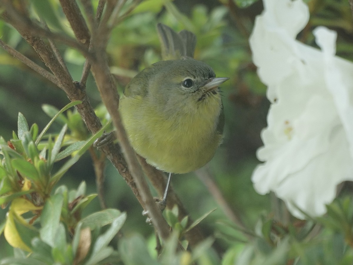 Orange-crowned Warbler (Gray-headed) - ML399414001