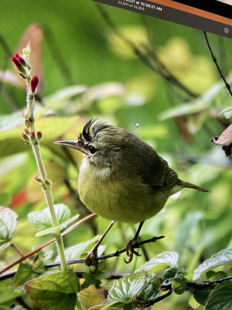 Orange-crowned Warbler (Gray-headed) - ML399414021