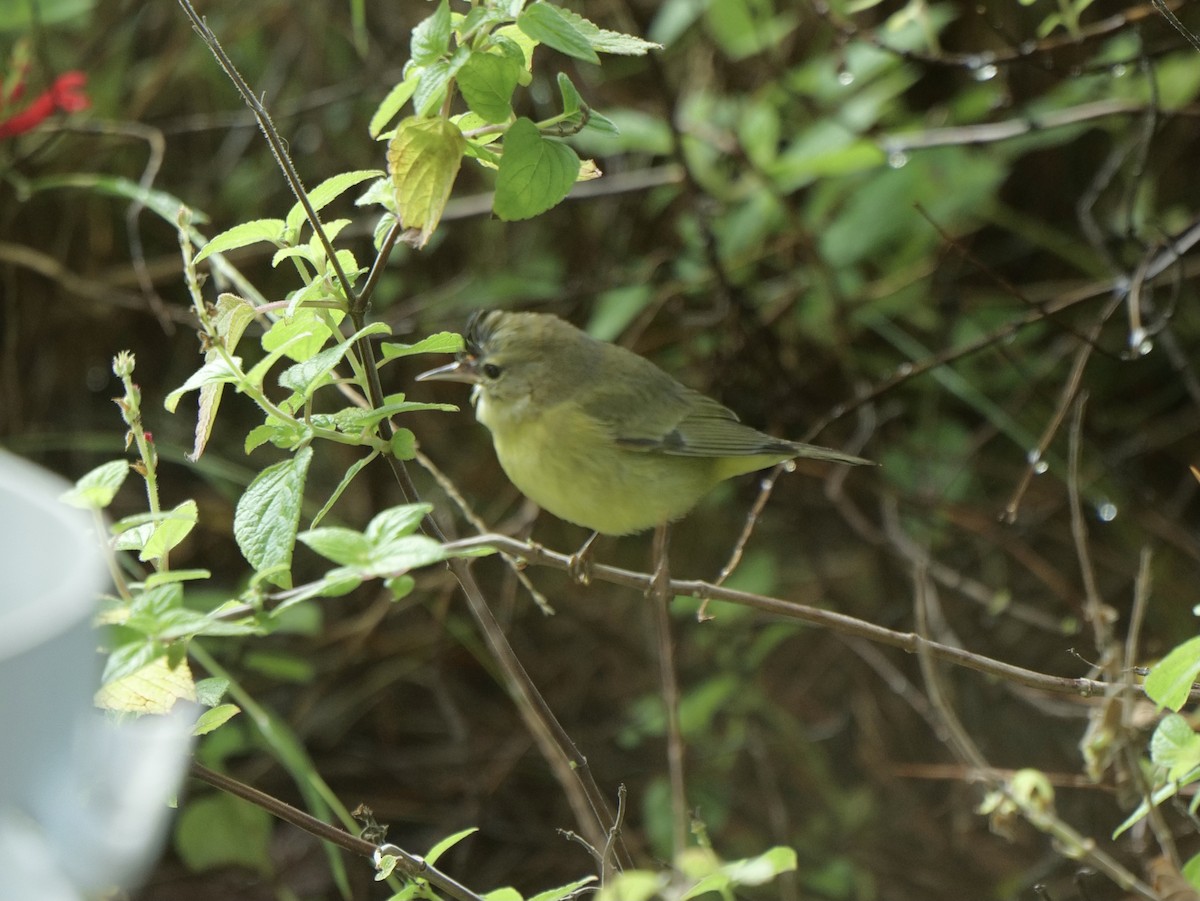 Orange-crowned Warbler (Gray-headed) - ML399414561