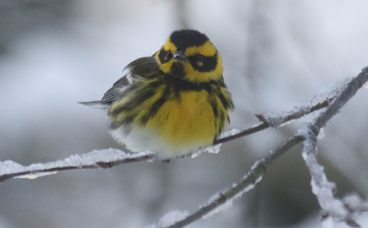 Townsend's Warbler - ML399414611