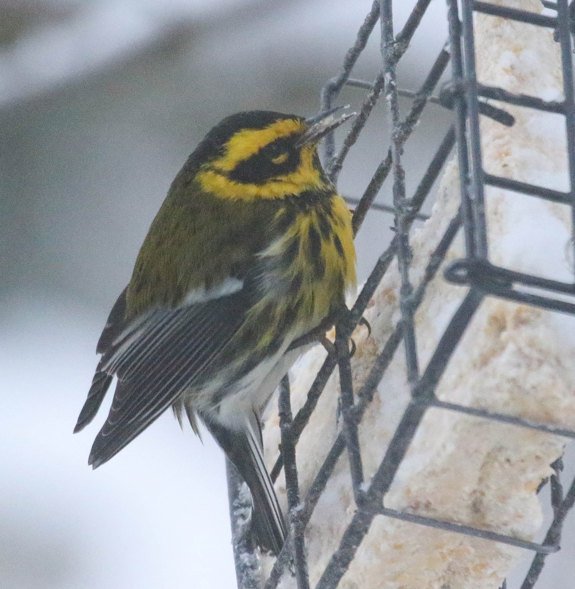 Townsend's Warbler - ML399414641