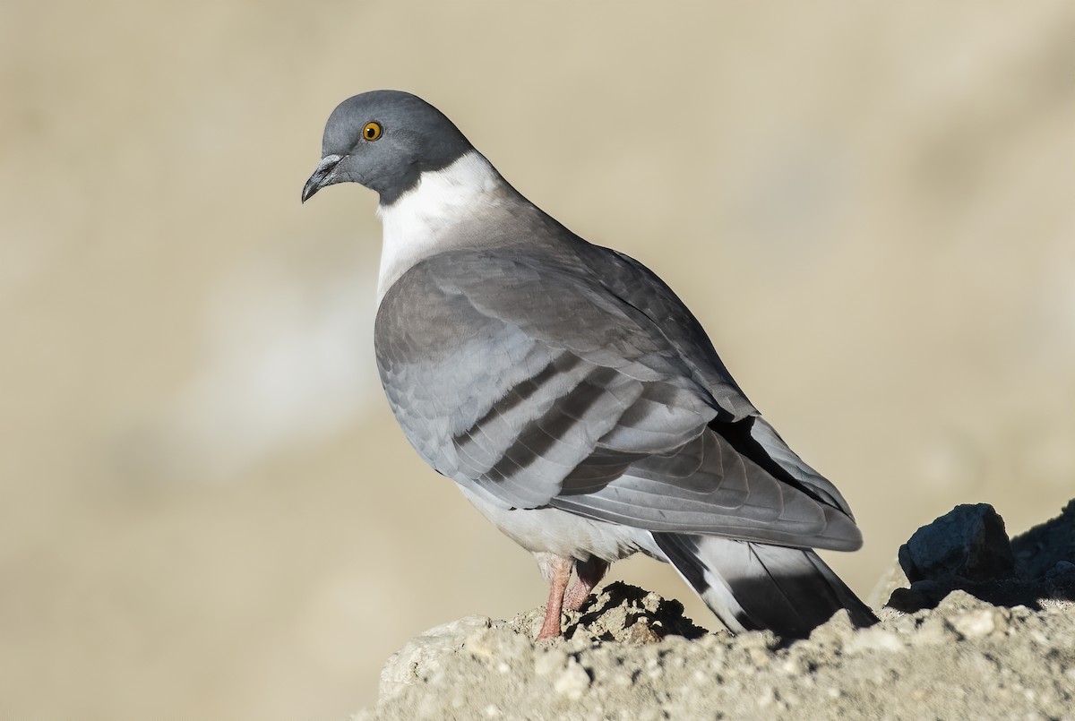 Snow Pigeon - ML399415181