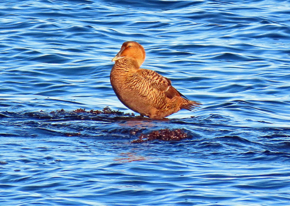 Common Eider - ML399415291