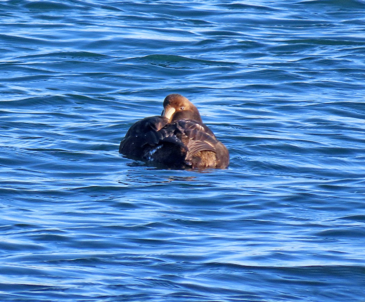 Common Eider - ML399415301