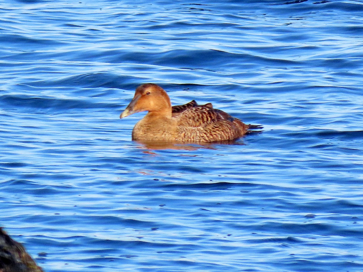 Common Eider - ML399415311