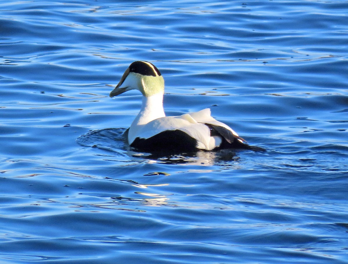 Common Eider - ML399415321