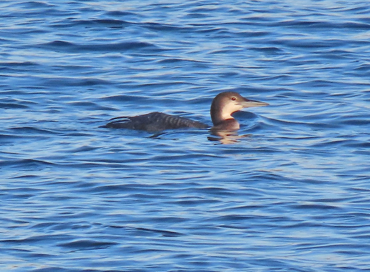 Common Loon - ML399415331