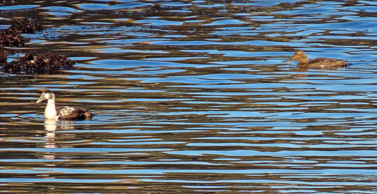 Common Eider - ML399415341