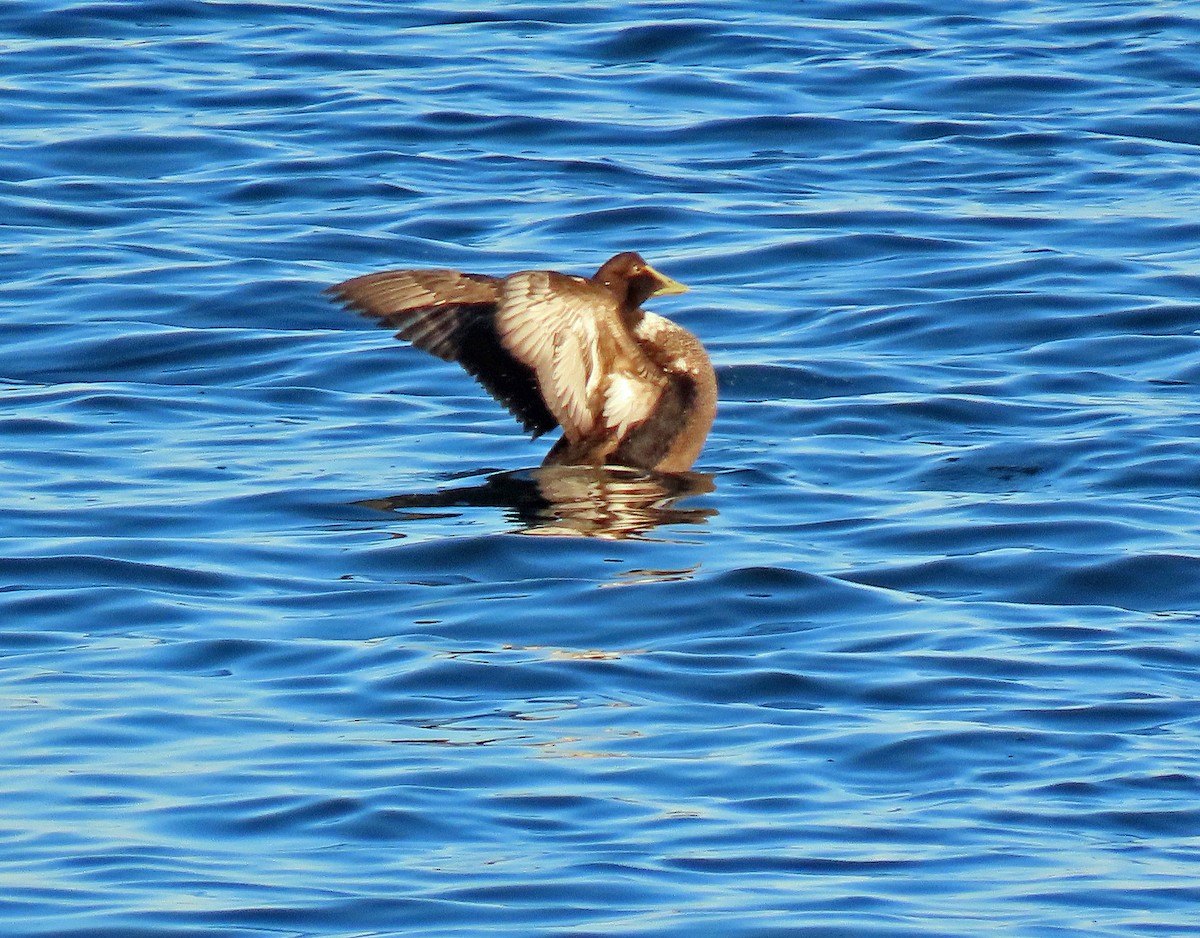 Common Eider - ML399415351