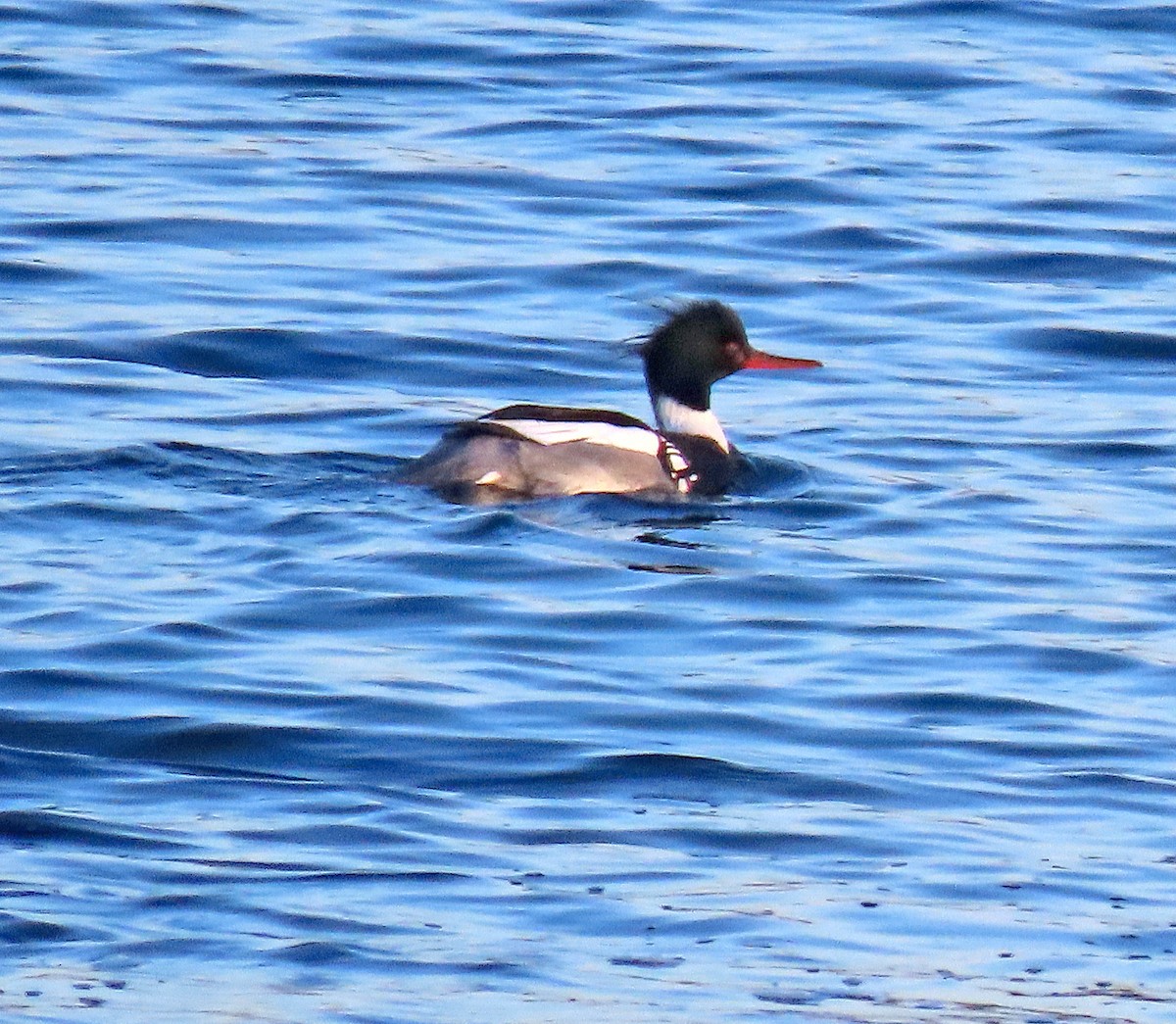 Red-breasted Merganser - ML399415511