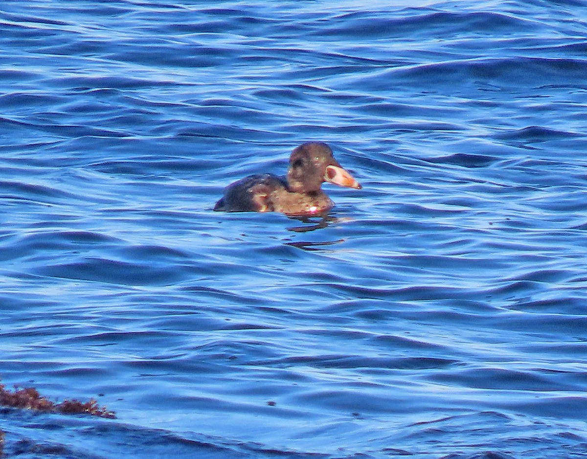 Surf Scoter - ML399415581