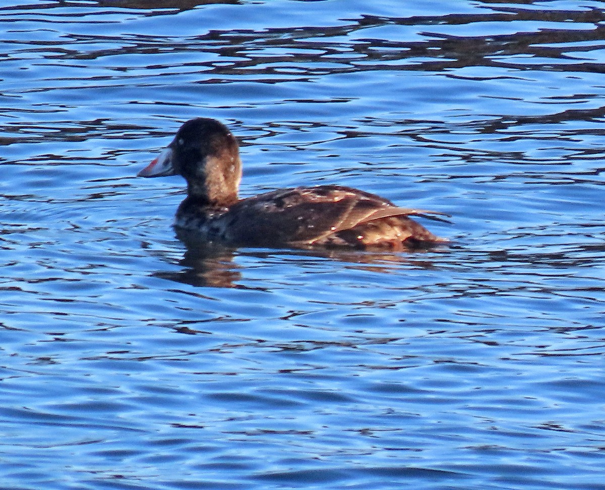 Surf Scoter - ML399415611