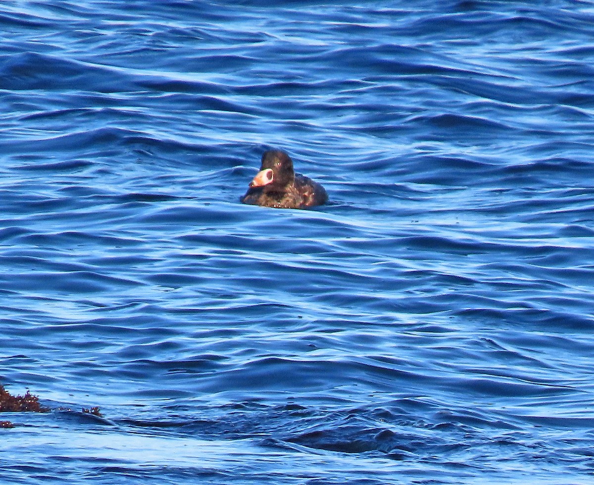 Surf Scoter - ML399415621